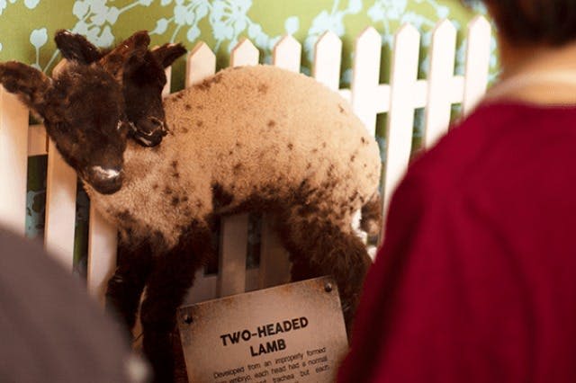 리플리의 믿거나 말거나! 나이아가라 폴스