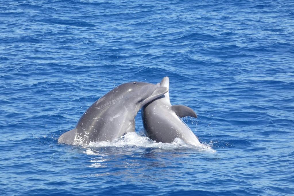 한 쌍의 돌고래가 놀고 있습니다.