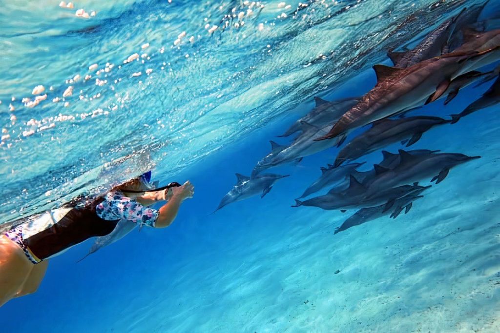 사타야 돌고래의 집 스노클링 투어