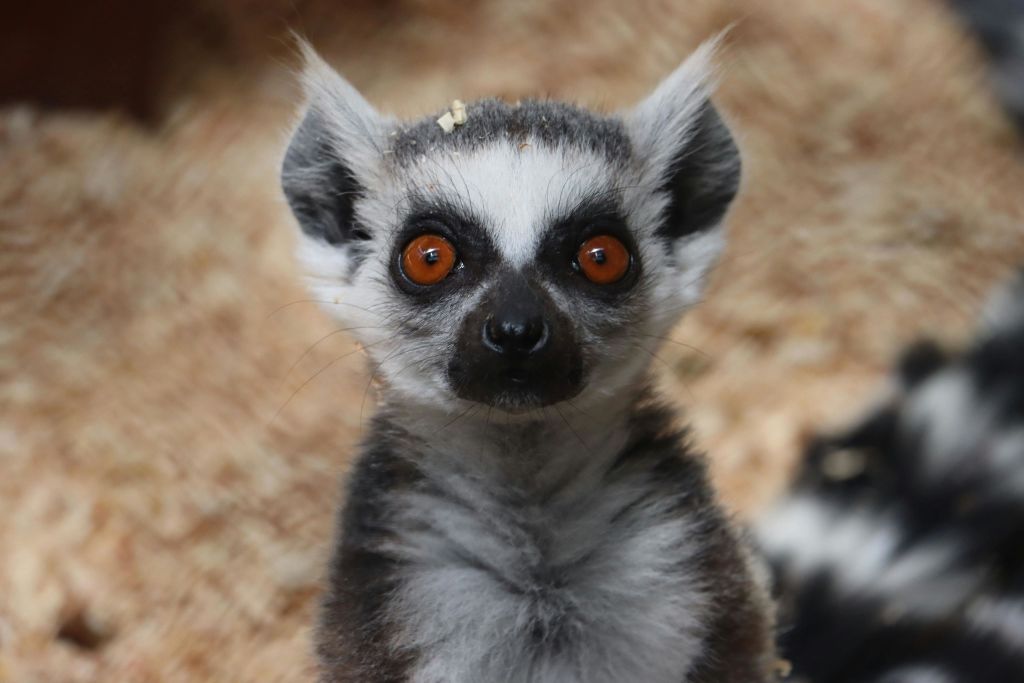 미친아쿠아리움과달라하라