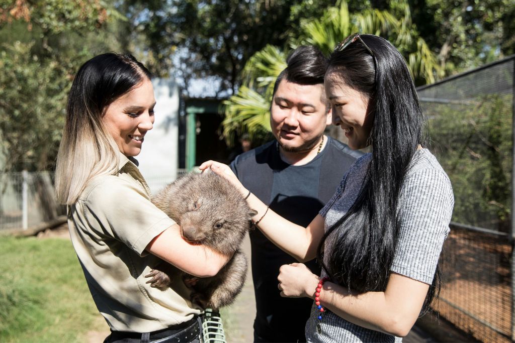현지 야생 동물 공원에서 웜뱃을 만나는 커플