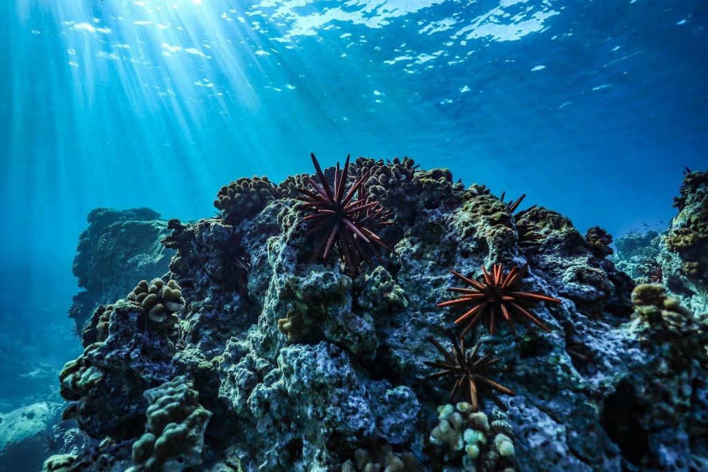 수중 산호초와 물을 통과하는 태양 광선 필터링. 성게와 산호는 암석 지층에서 볼 수 있습니다.