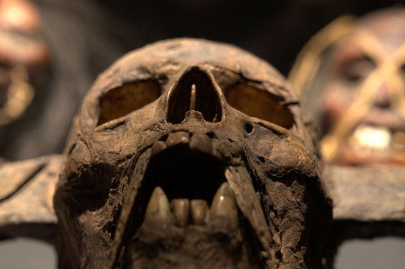 톱니가 보이는 풍화된 인간의 두개골과 흐릿하고 비슷한 물체를 배경으로 한 클로즈업.