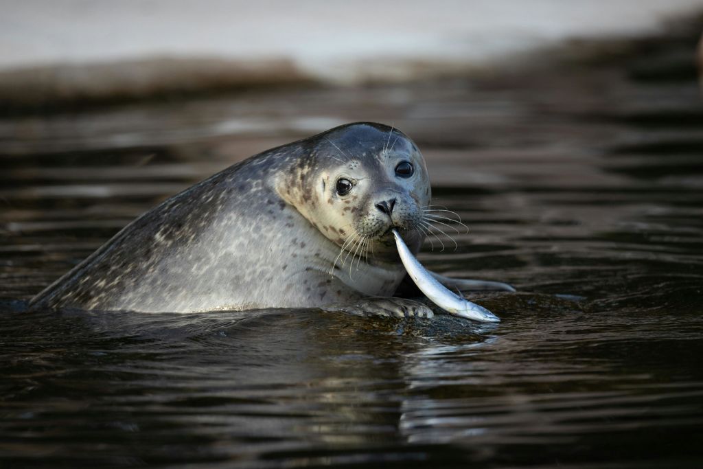 코펜하겐 동물원