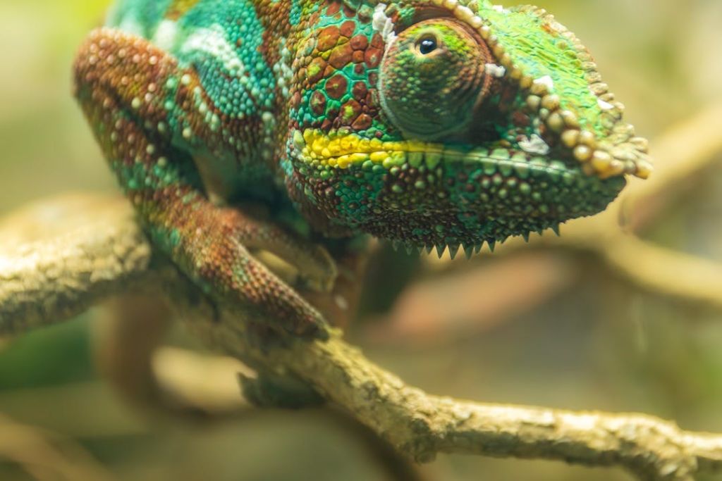 화려한 카멜레온의 클로즈업이 나뭇가지에 자리잡고 질감이 살아있는 피부와 생생한 패턴을 보여줍니다.