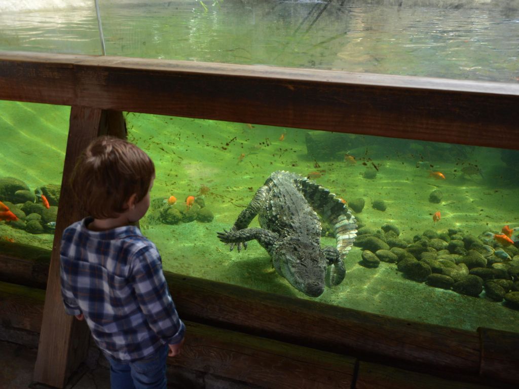 격자무늬 셔츠를 입은 어린이가 수족관 탱크 앞에 서서 안에서 헤엄치는 악어와 작은 물고기를 관찰하고 있습니다.