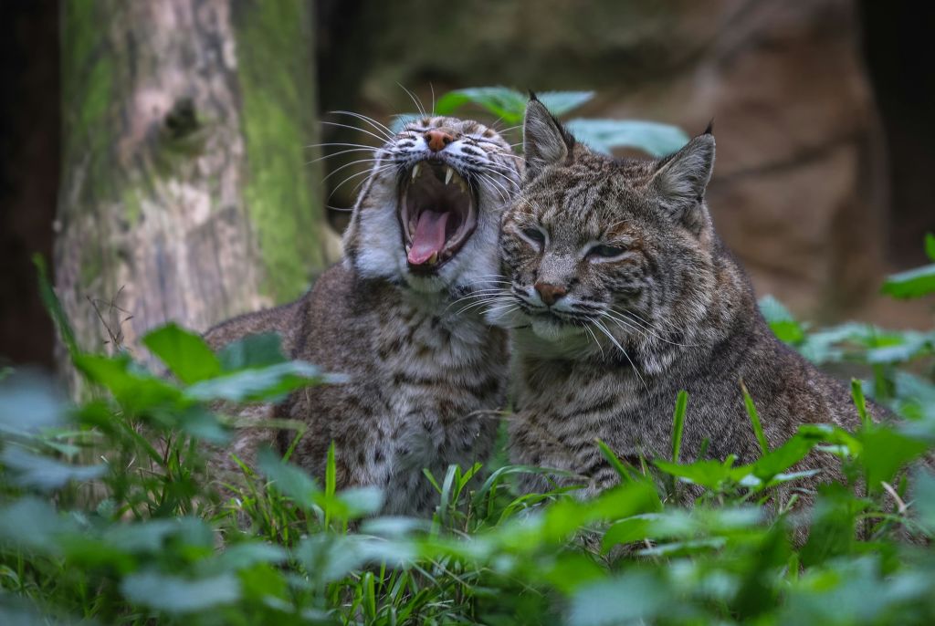 높은 풀밭에 밥고양이 두 마리가 있는데, 한 마리는 하품하고, 다른 한 마리는 차분히 앉아 있습니다.