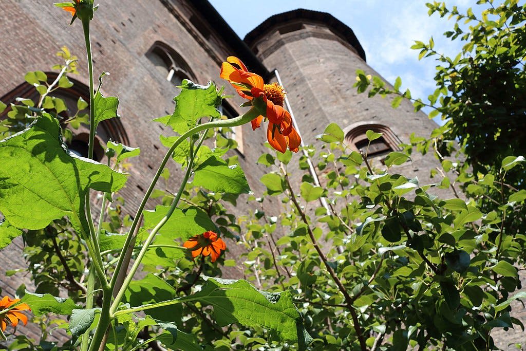 벽돌탑 건물과 푸른 하늘을 배경으로 오렌지 꽃과 푸른 단풍이 펼쳐집니다.