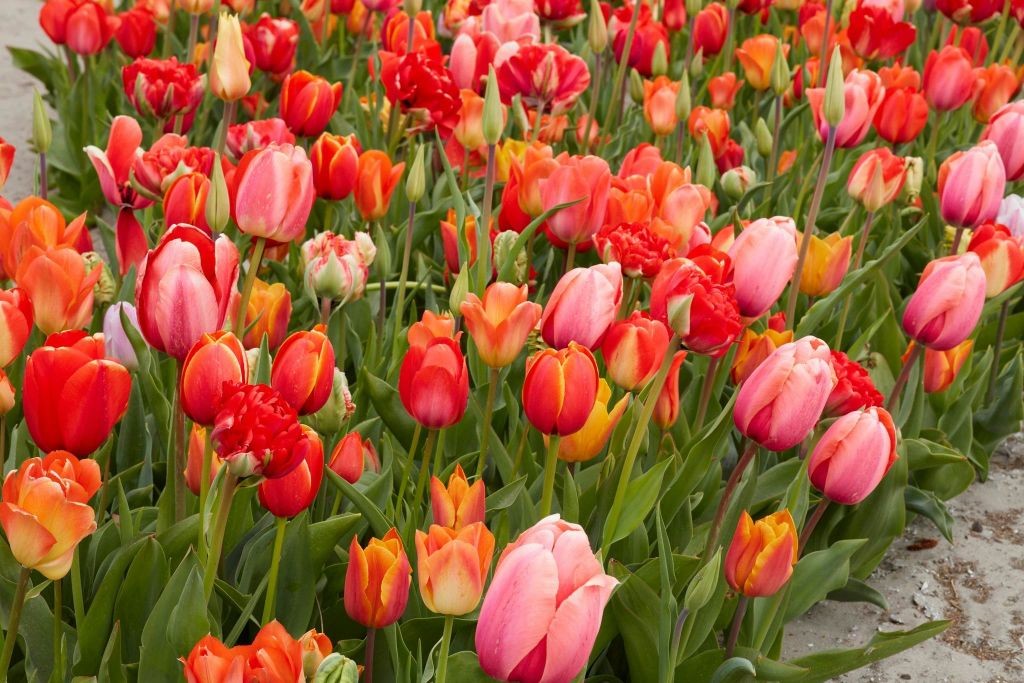 튤립 헛간에서 만나는 오렌지 튤립