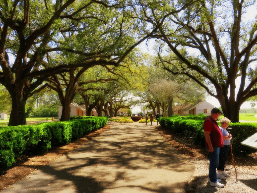 녹색 울타리로 둘러싸인 가로수 길, 걷는 사람 몇 명, 배경에 보이는 흰색 건물, 오른쪽에 빨간색 셔츠를 입은 사람.