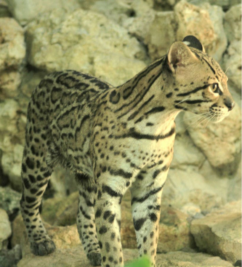 밝은 색의 바위를 배경으로 오른쪽을 바라보며 바위 지형에 서 있는 점박이 야생 고양이.