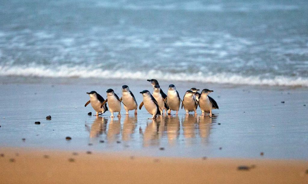 잔잔한 바다 물결을 배경으로 젖은 모래 해변에 펭귄 무리가 함께 서 있습니다.
