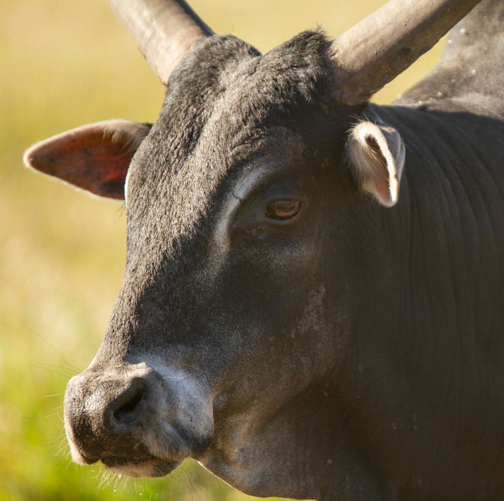 야외에서 들판에 서 있는 커다란 뿔을 가진 검은 소의 클로즈업. 배경은 흐릿한 녹지입니다.