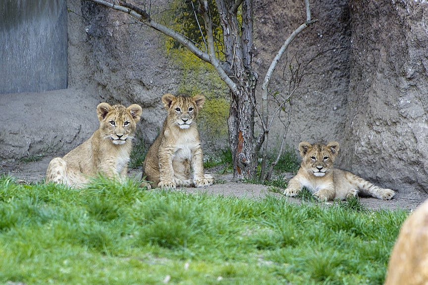 사자 새끼 세 마리가 나무와 바위 벽 근처 잔디 위에 앉아 누워 있습니다.