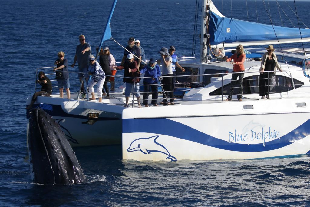 "푸른 돌고래" 라는 이름의 보트를 탄 한 무리의 사람들이 바다의 물에서 나오는 고래를 보고 있습니다.