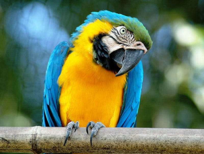 푸른색과 노란색의 마코가 나뭇가지에 걸려 고개를 옆으로 기울였다. 배경이 초점이 맞지 않아 녹색으로 보입니다.