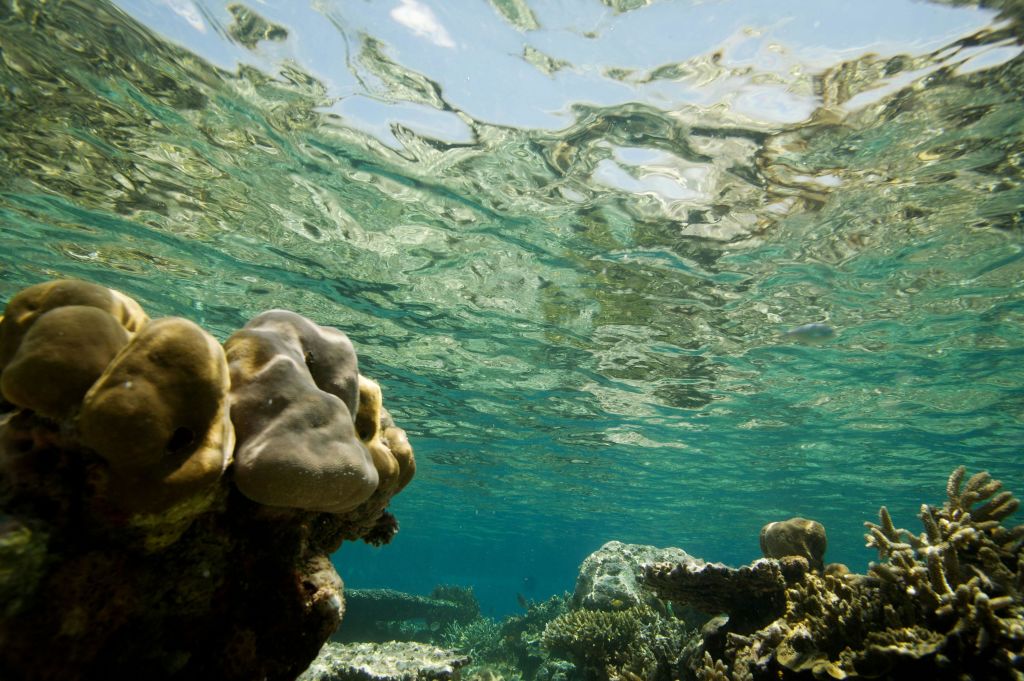 다양한 산호 지층과 물결치는 물 표면을 통과하는 햇빛 필터링이 있는 수중 장면.