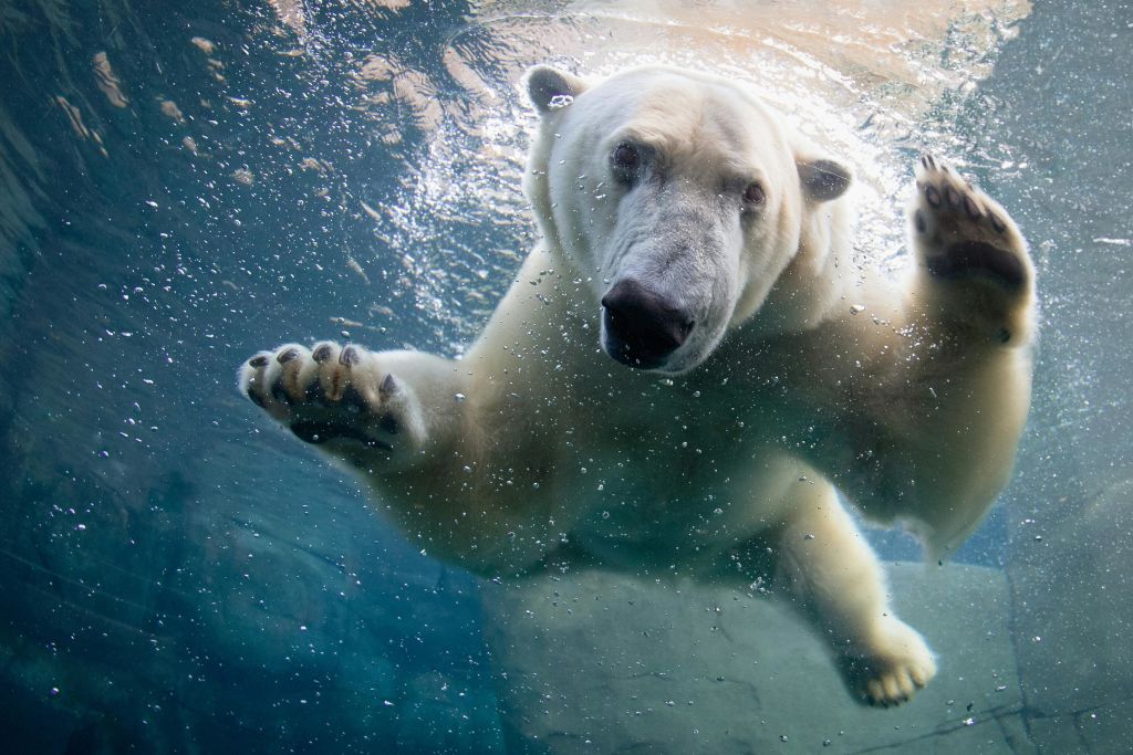 코펜하겐 동물원