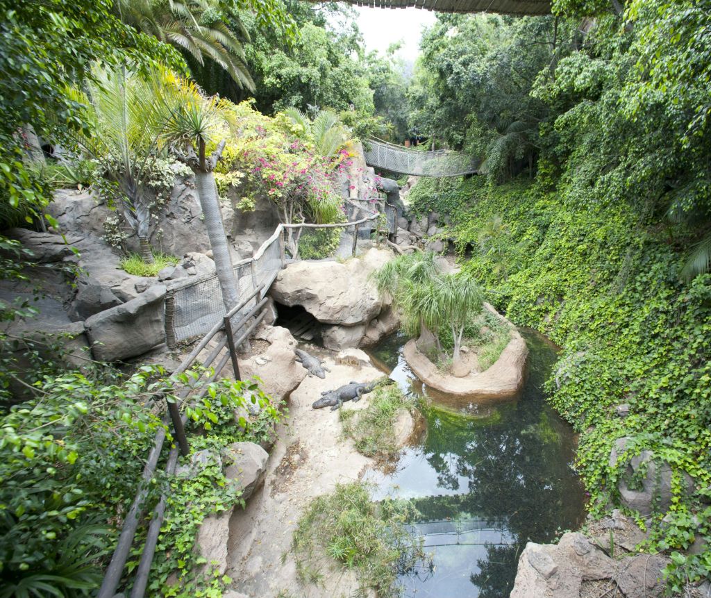 열대 식물, 작은 연못, 바위, 동굴과 산책로 근처에 있는 악어 몇 마리가 있는 울창한 녹색 인클로저입니다.