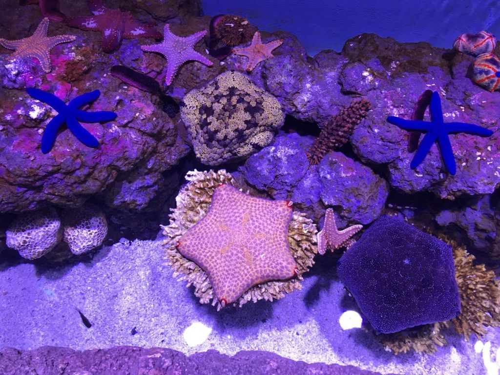 보라색과 파란색 불빛이 비추는 수중 수족관 디스플레이에서 바위에 다양한 다채로운 불가사리와 산호.