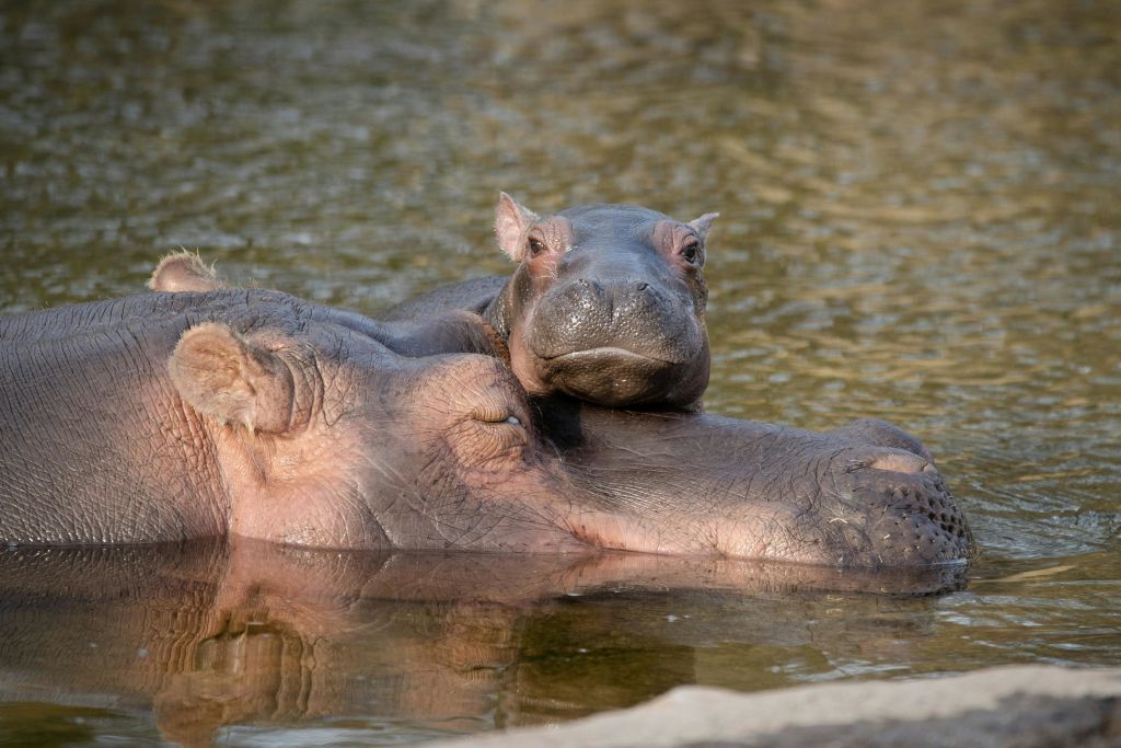 코펜하겐 하마 동물원
