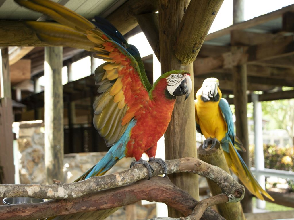 날개가 펼쳐진 빨간색과 녹색 앵무새가 야외 환경에서 노란색과 파란색 앵무새 옆에 나뭇가지에 자리 잡고 있습니다.