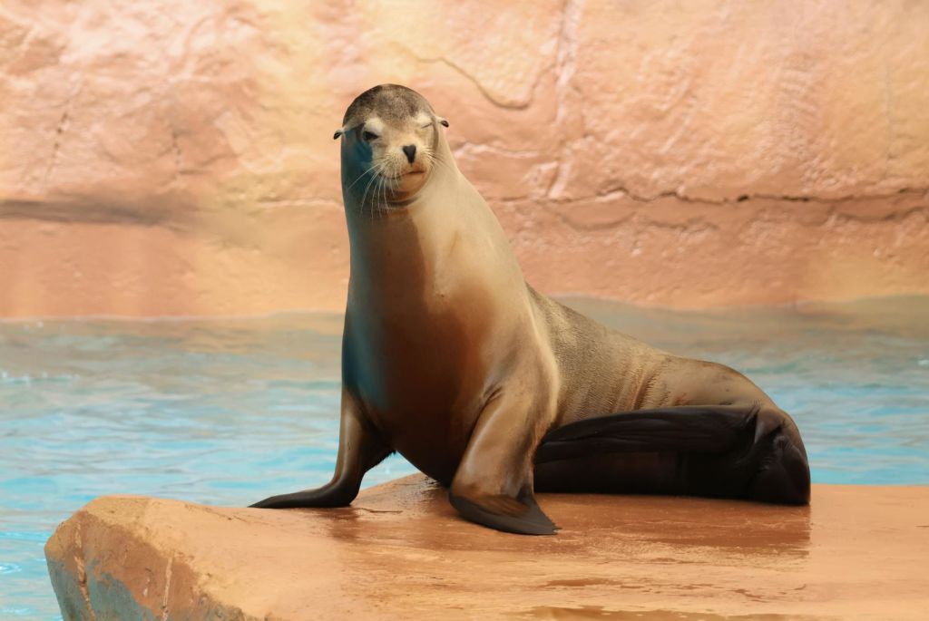 셀워 마리나: 입장권