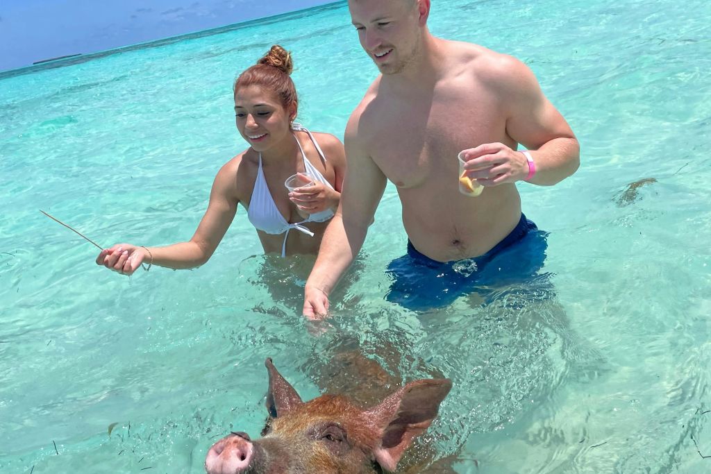 수영하는 돼지에게 먹이 주기