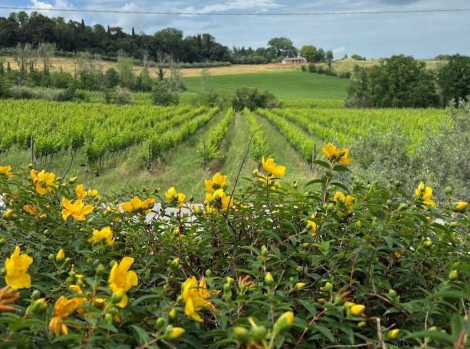 포도나무가 우거진 울창한 포도원, 노란 꽃이 피어 있는 전경, 나무로 둘러싸인 농가.