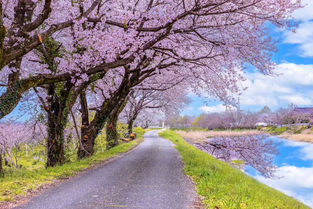 나가레카와 벚꽃 가로수길