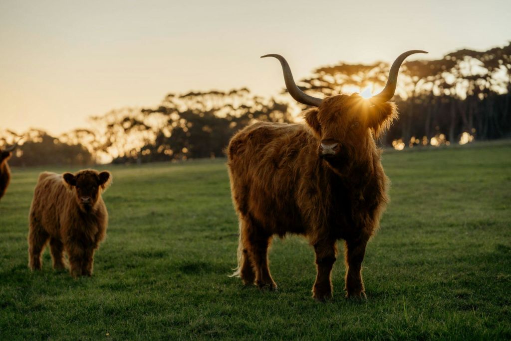 석양에 나무를 배경으로 푸른 잔디 위에 서 있는 두 마리의 고원 소.