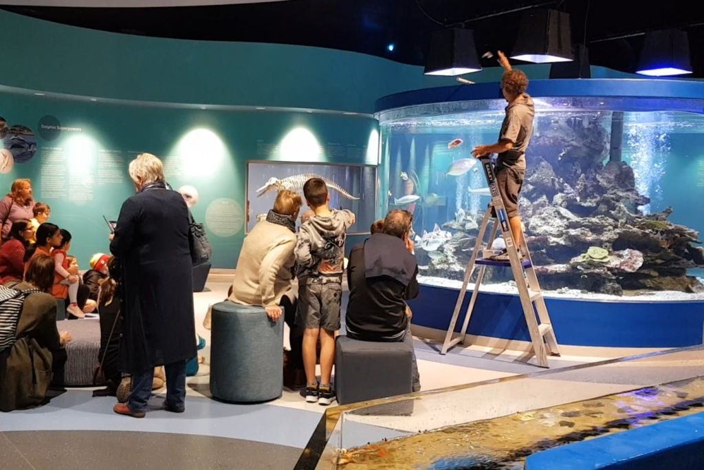 대형 해양 암초 탱크에서처럼 매일 4회 먹이 주기 세션