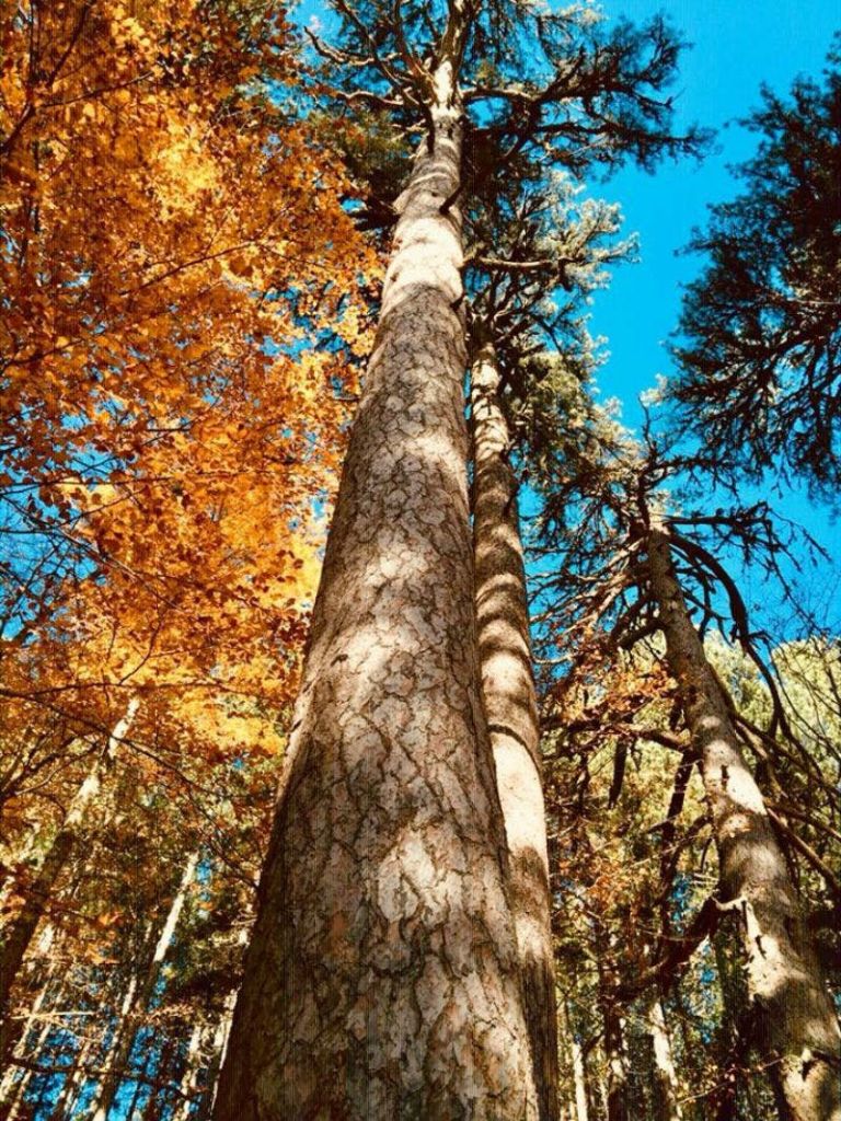 숲 속 화사한 푸른 하늘을 배경으로 질감이 살아있는 나무껍질과 주황색 단풍이 어우러진 키 큰 나무.