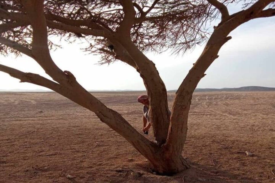 마르사알람 나무 사막