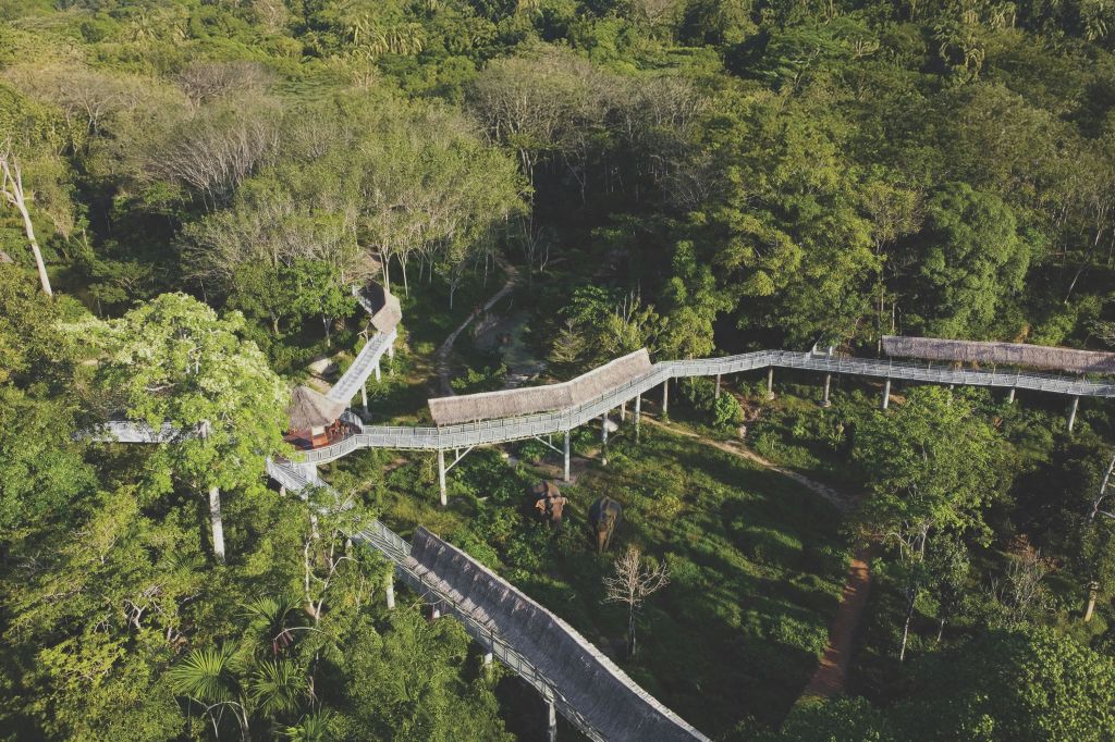 지그재그로 지어진 통로와 초가 지붕 구조가 있는 울창한 숲 속 나무 캐노피 산책로의 공중 전경.