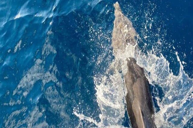 돌고래는 마르사 알람에서 보트를 타고 달립니다.