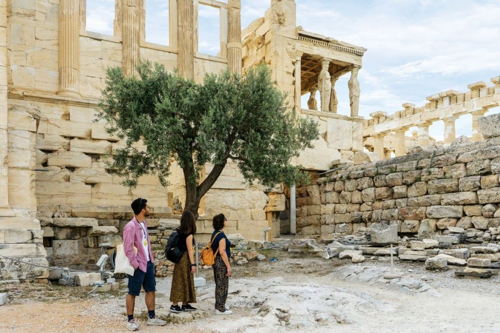 에렉테이온 바로 아래 올리브 나무 감상하기