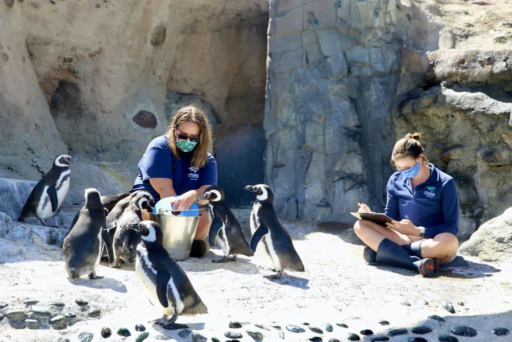 제복을 입은 동물원과 마스크가 바위 인클로저 안에 있는 펭귄 무리에게 먹이를 줍니다.