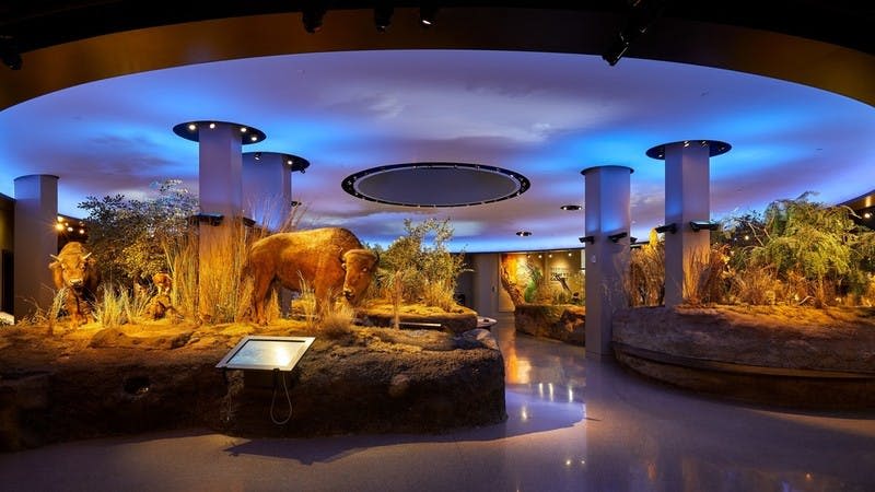 안내 키오스크와 디스플레이가 있는 푸른 빛의 원형 천장 아래 마른 잔디 사이에 들소가 있는 박물관 전시관입니다.