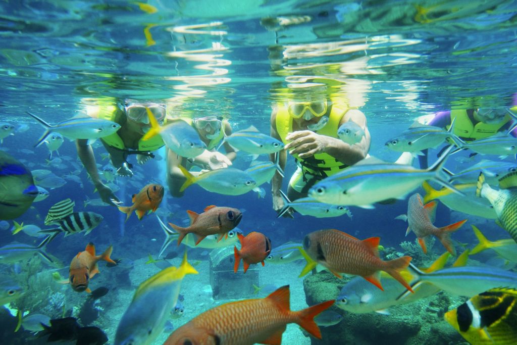 노란색 구명 조끼를 입은 세 명의 스노클러가 다채로운 물고기들 속에서 물속을 헤엄치고 있습니다.