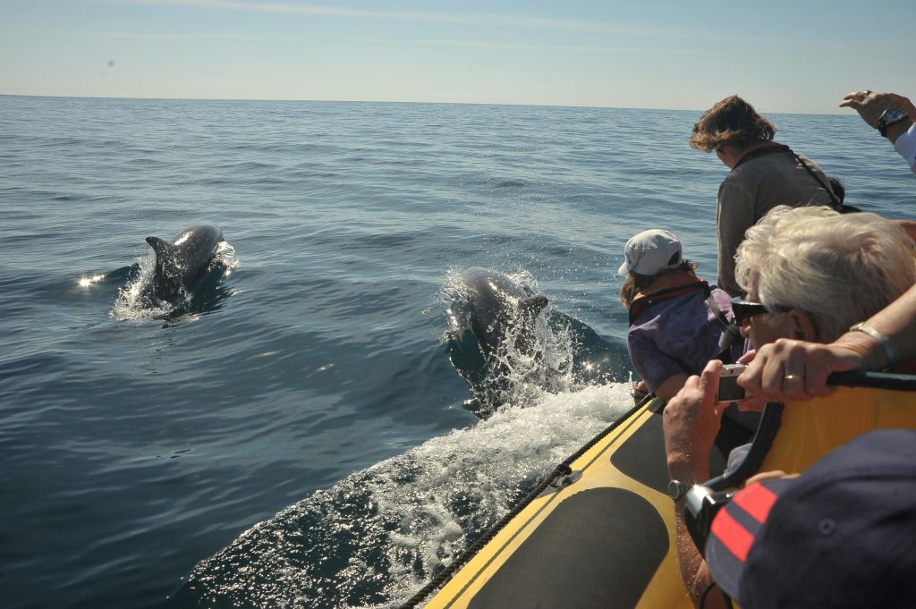 보트를 탄 사람들은 잔잔한 바다에서 두 마리의 돌고래가 헤엄치고 물에서 뛰어내리는 모습을 관찰합니다.