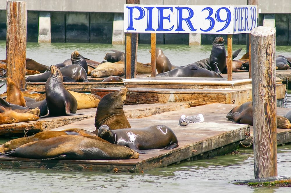 피어 39