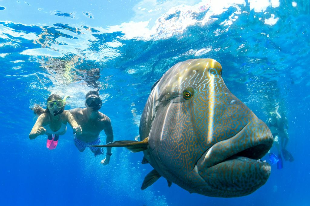그레이트배리어리프에서 즐기는 스노클링