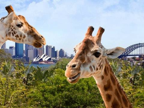 타롱가 동물원 입장권 (Taronga Zoo) 