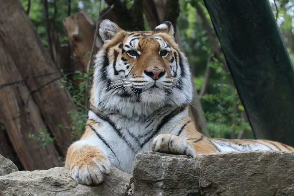 나무와 푸르름을 배경으로 바위 위에 고요히 누워 있는 호랑이.