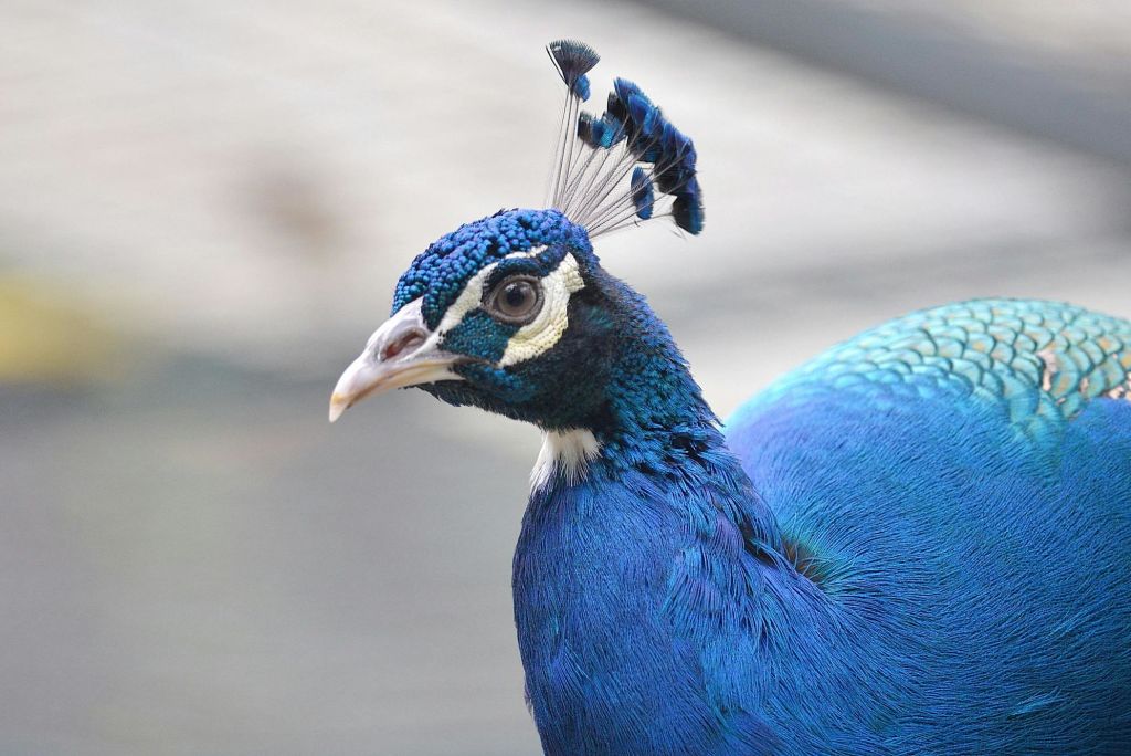 공작새의 머리와 목을 클로즈업하여 선명한 파란색 깃털과 작은 왕관의 깃털을 머리에 장식합니다.