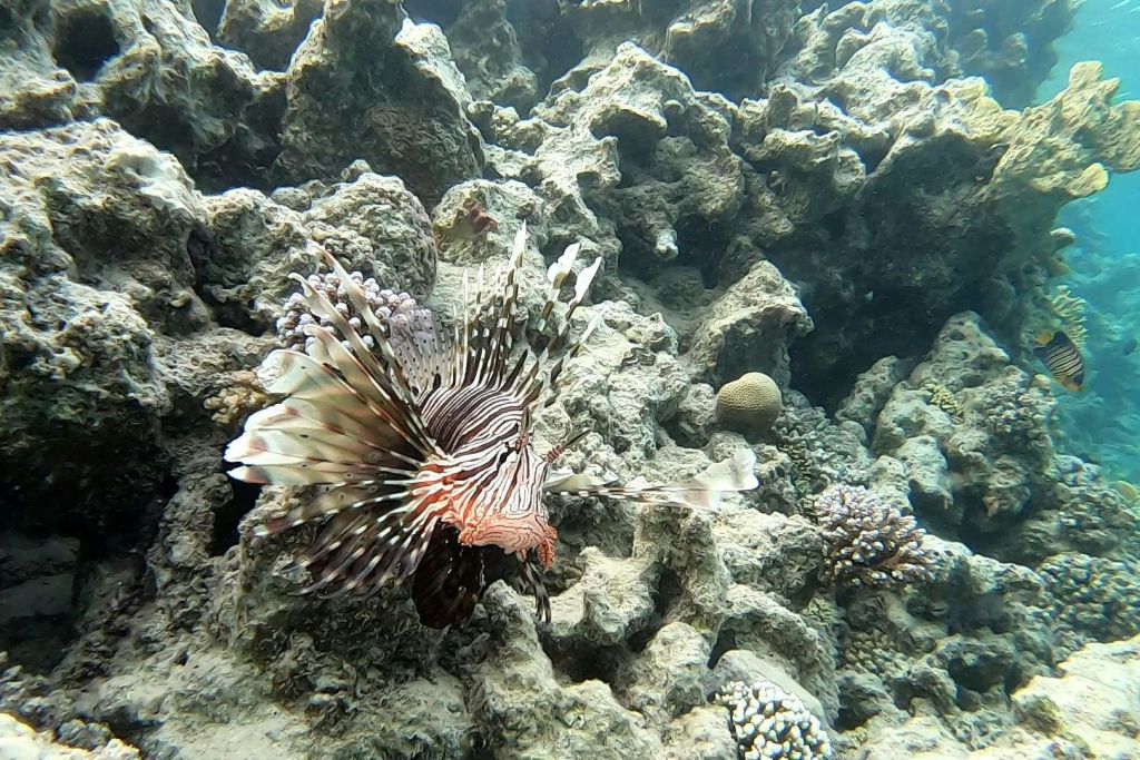 사자 물고기 마르사 알람