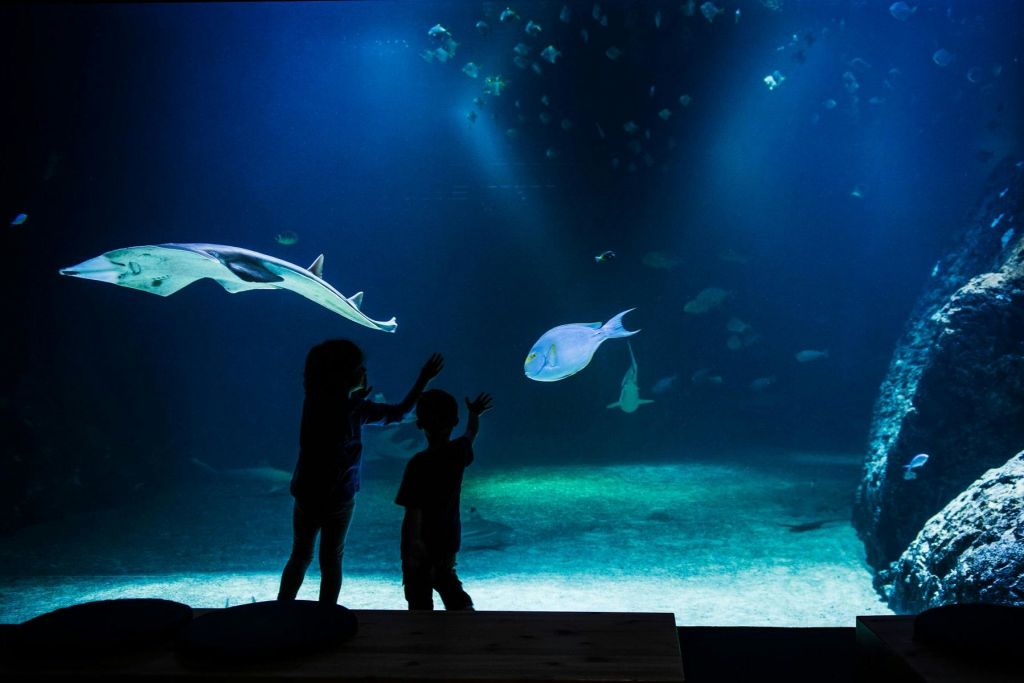 대형 수족관에서 쥐가오리와 물고기가 헤엄치는 모습을 지켜보는 두 아이의 실루엣.