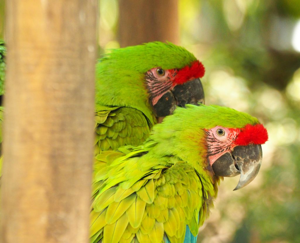 붉은 이마와 커다란 부리를 가진 두 마리의 녹색 앵무새가 나무 기둥에 의해 부분적으로 가려져 있습니다.