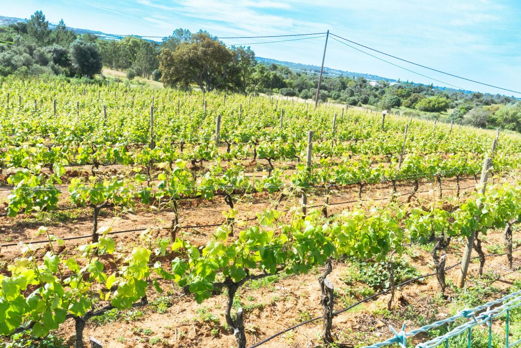 태양에 입맞춤한 빈야드